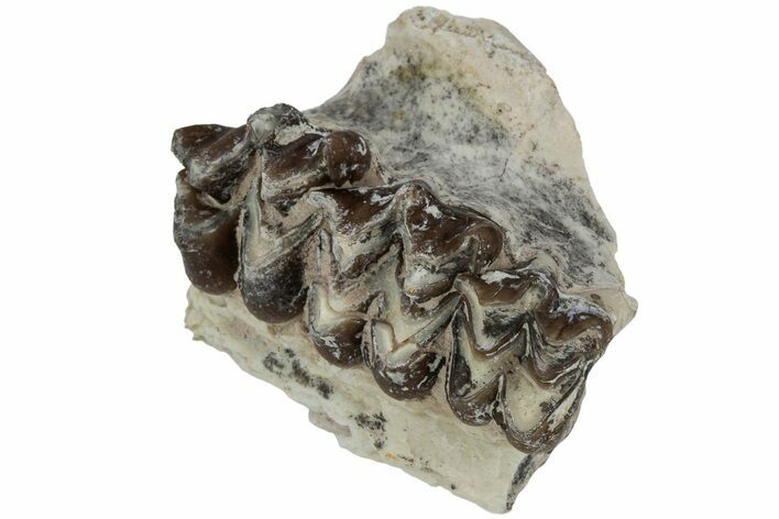 Oreodont (Merycoidodon) Jaw Section - South Dakota #223516
